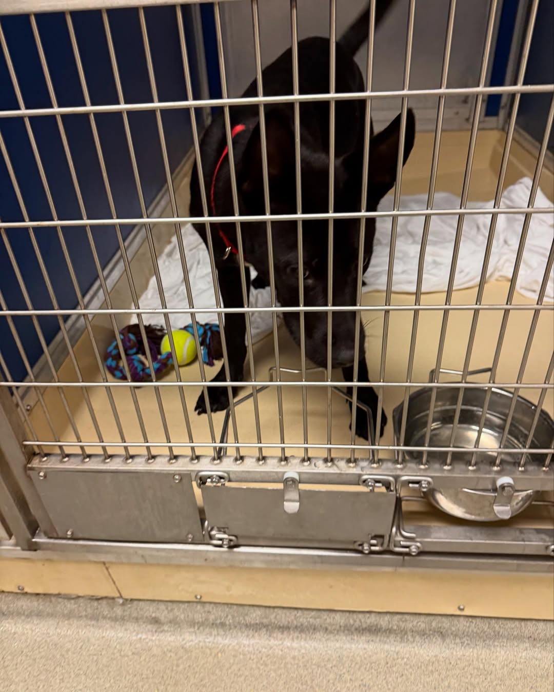 scared shelter dog