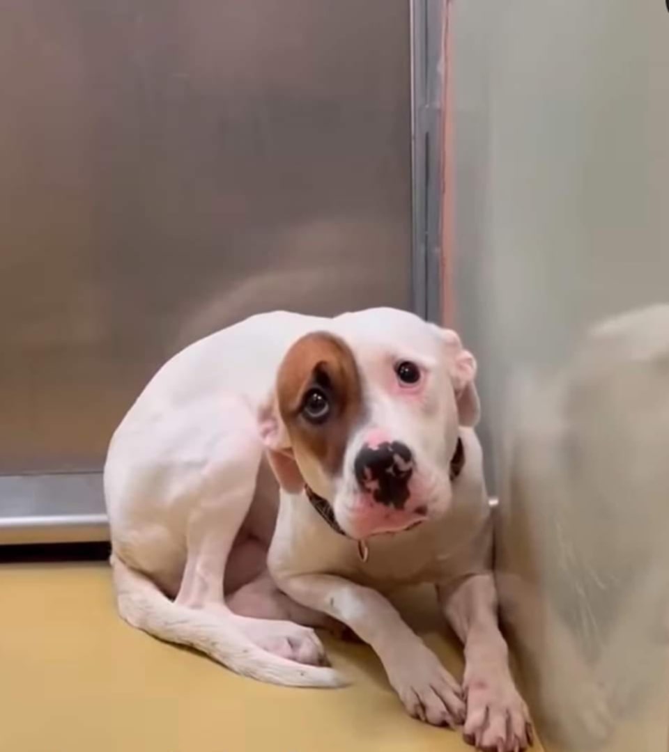 scared tiny dog