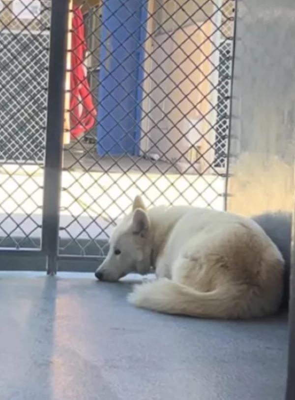 scared white dog in crate