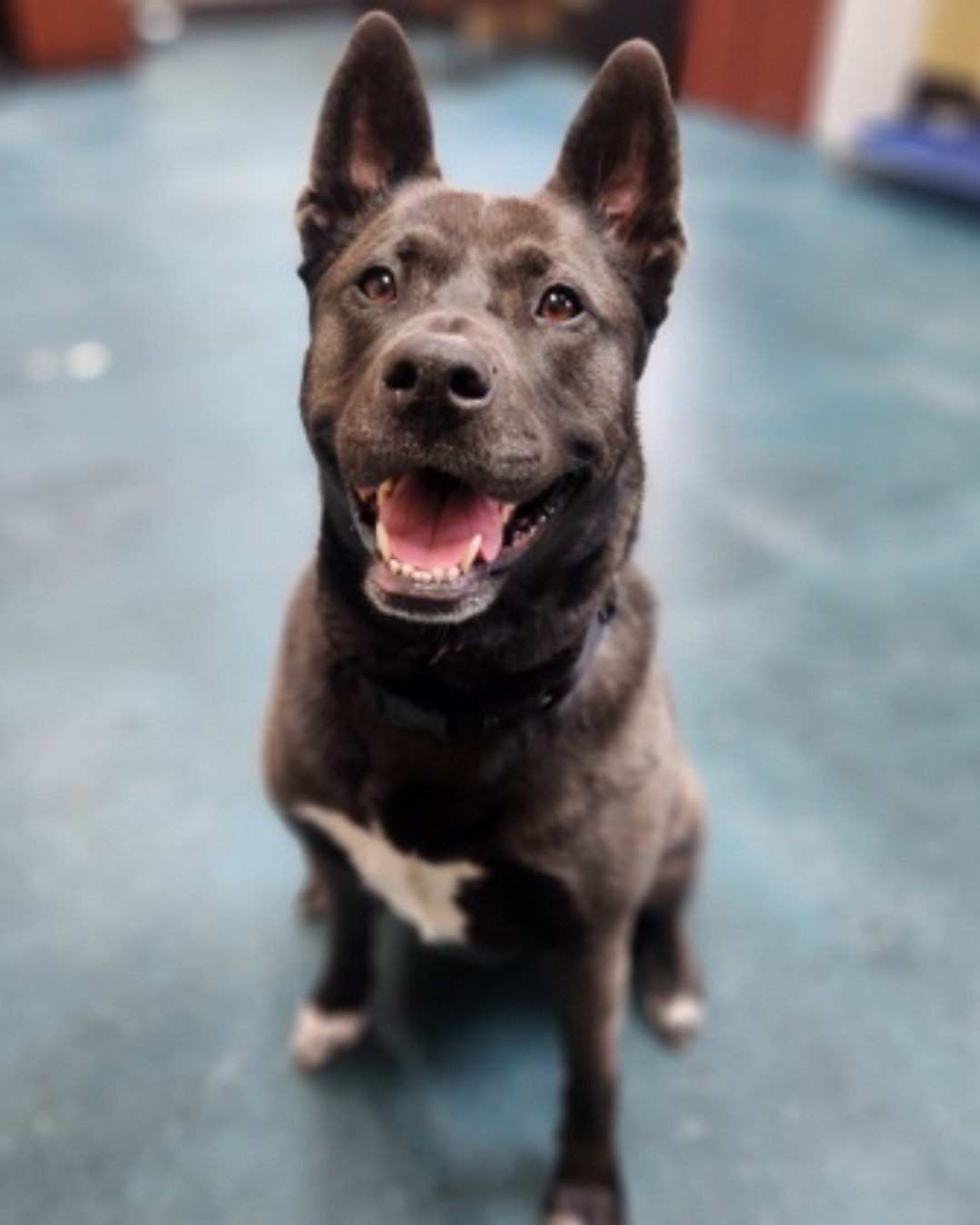 senior black dog