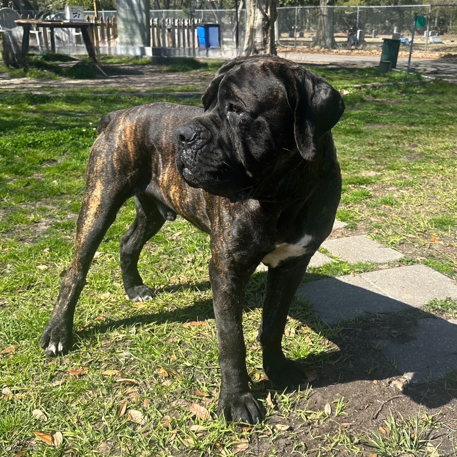 senior black dog