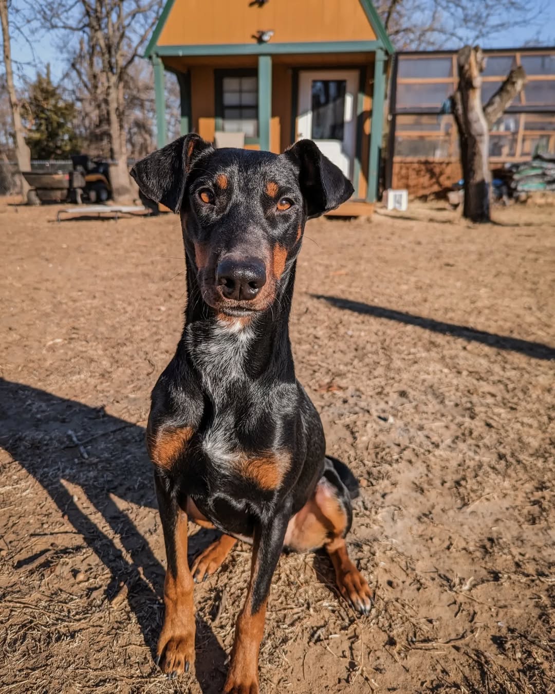 senior black dog