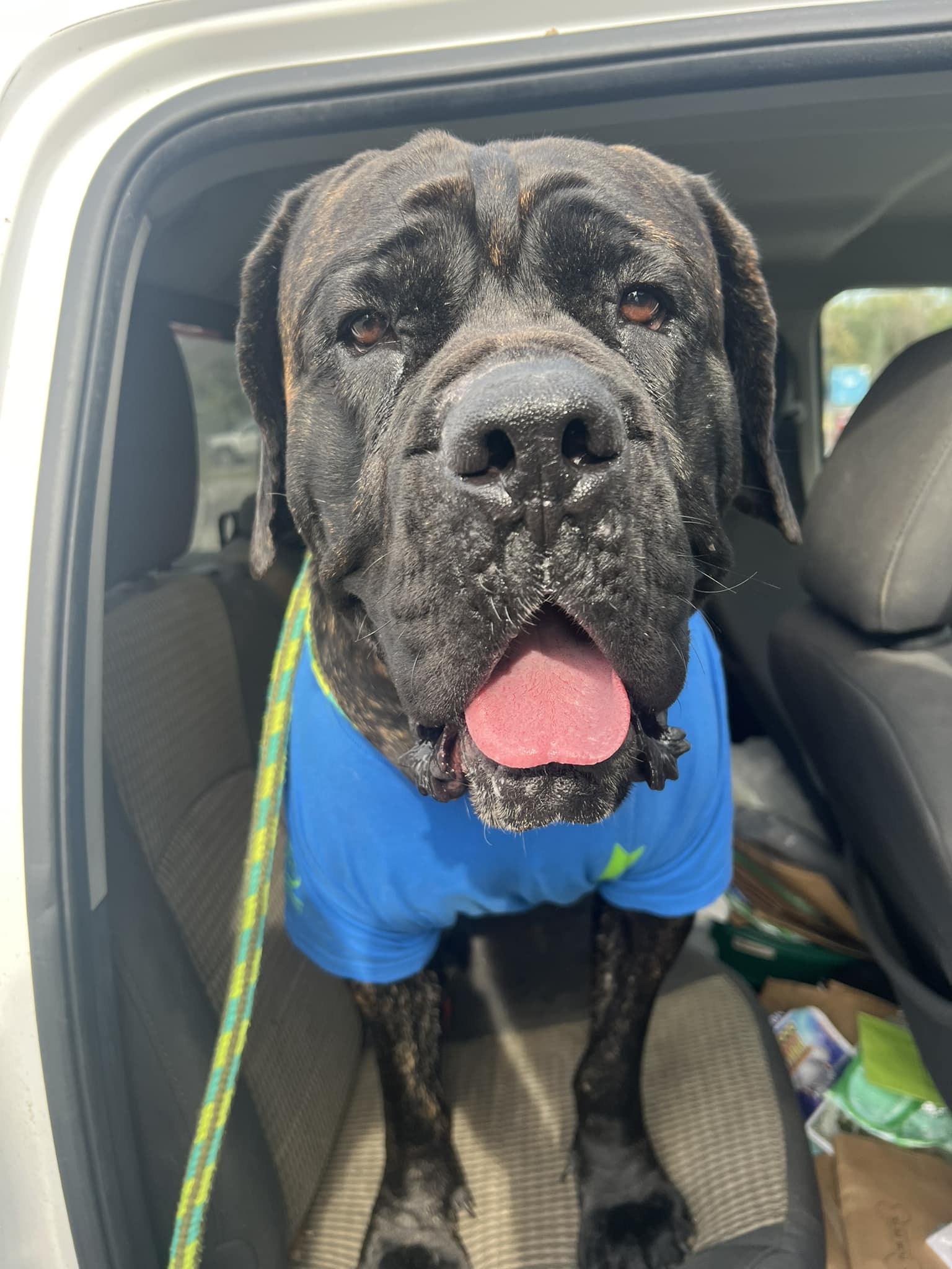 senior black dog in car