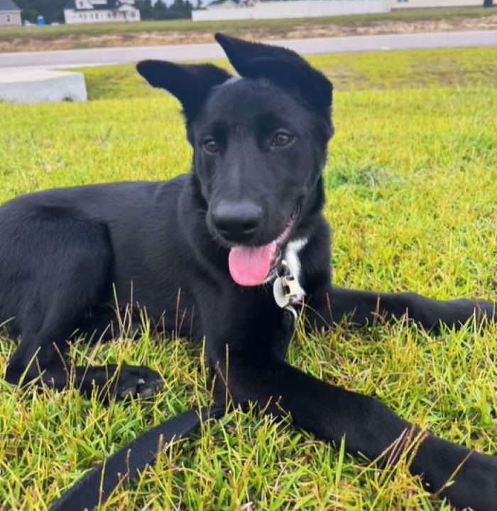 senior black dog laying down