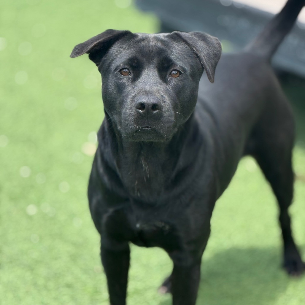 senior black dog