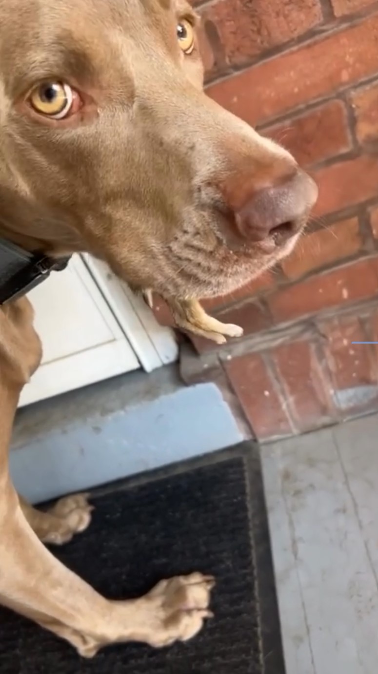 senior brown dog