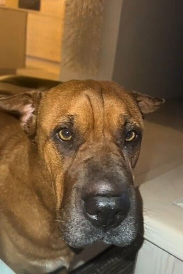 senior brown dog