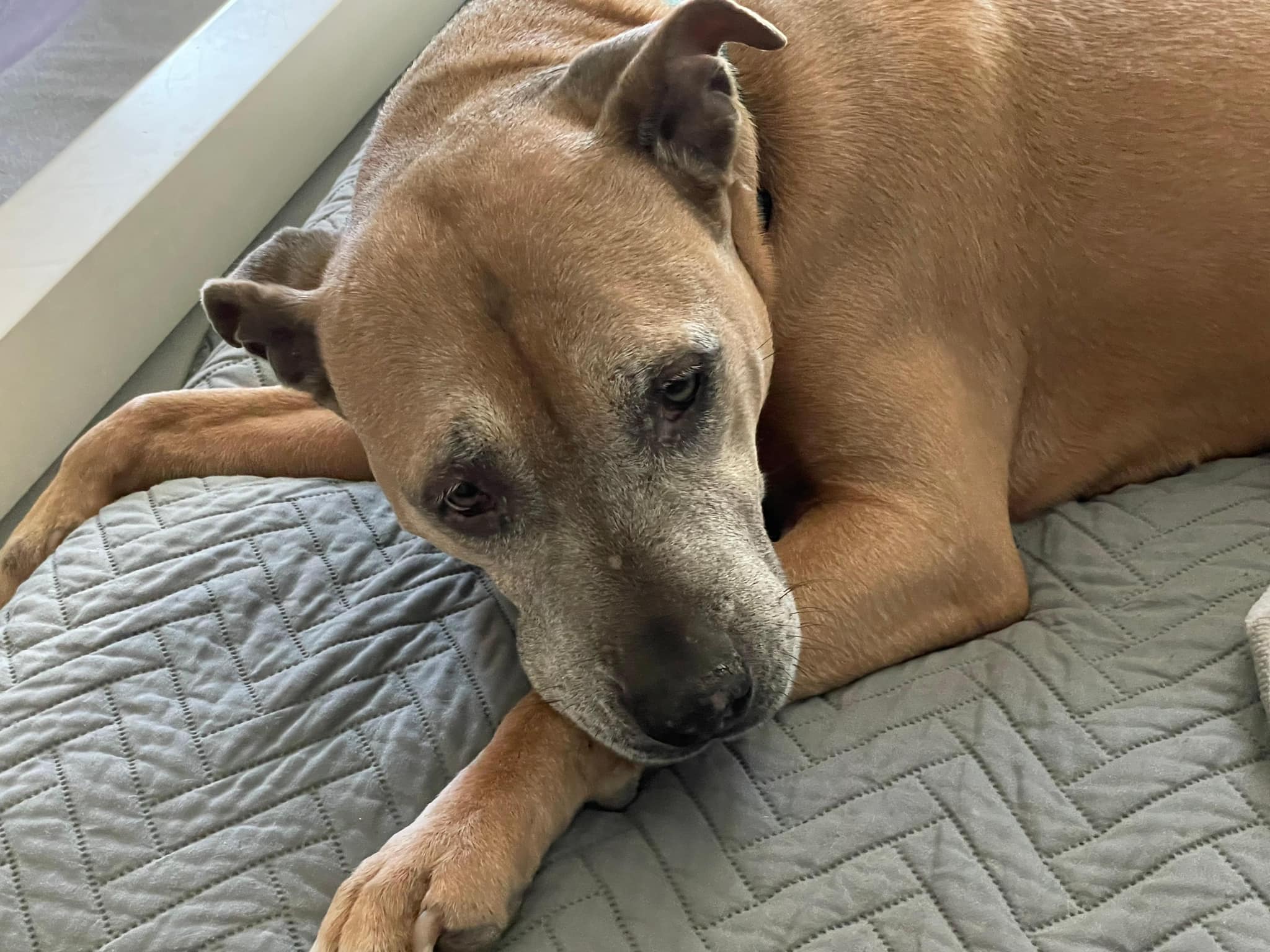 senior brown dog