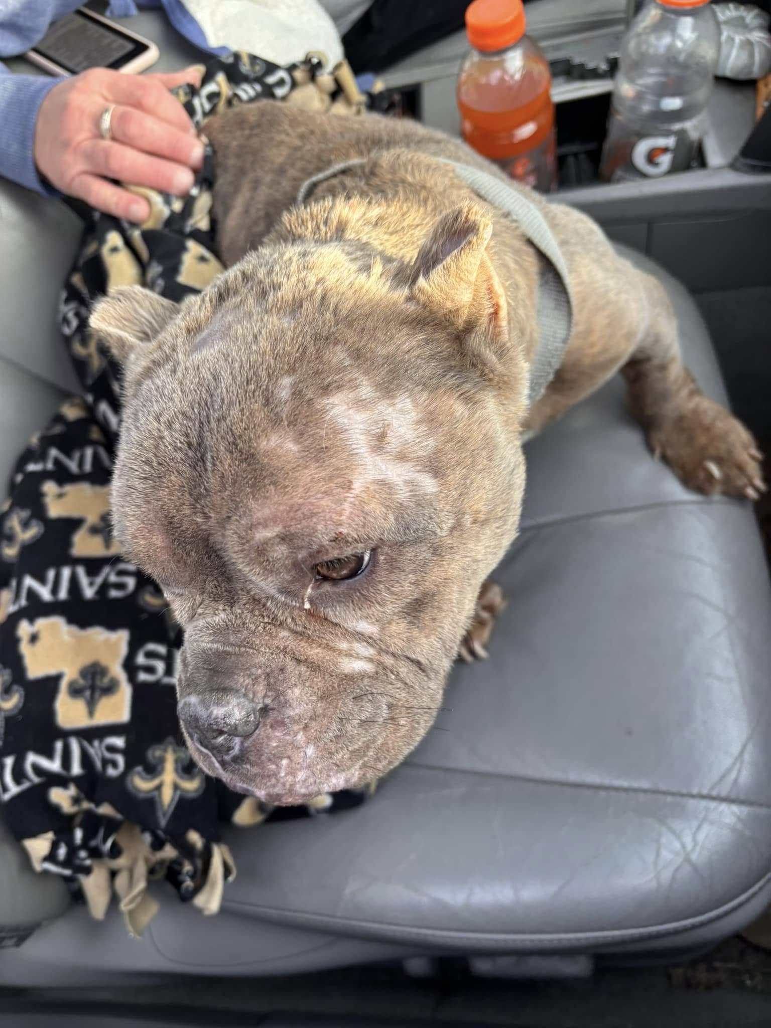 senior brown dog in car