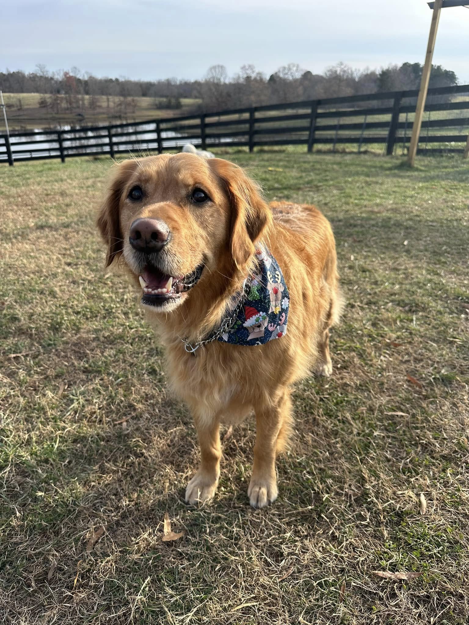 senior brown dog on grass