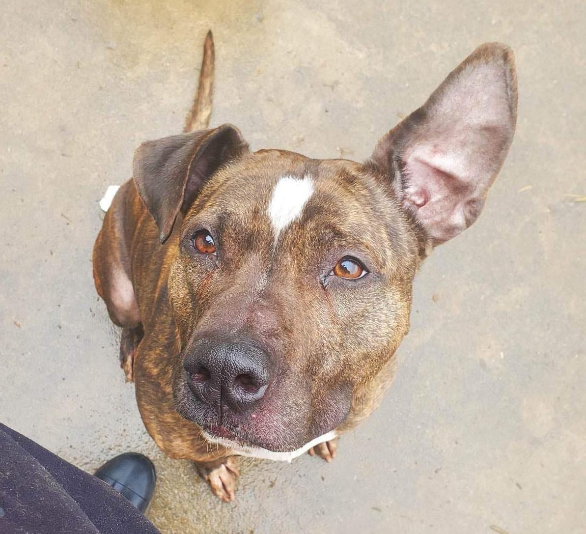 senior brown dog