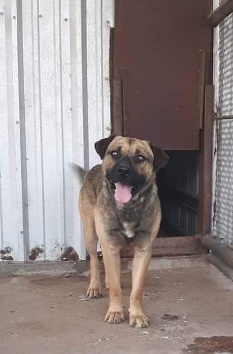 senior dog