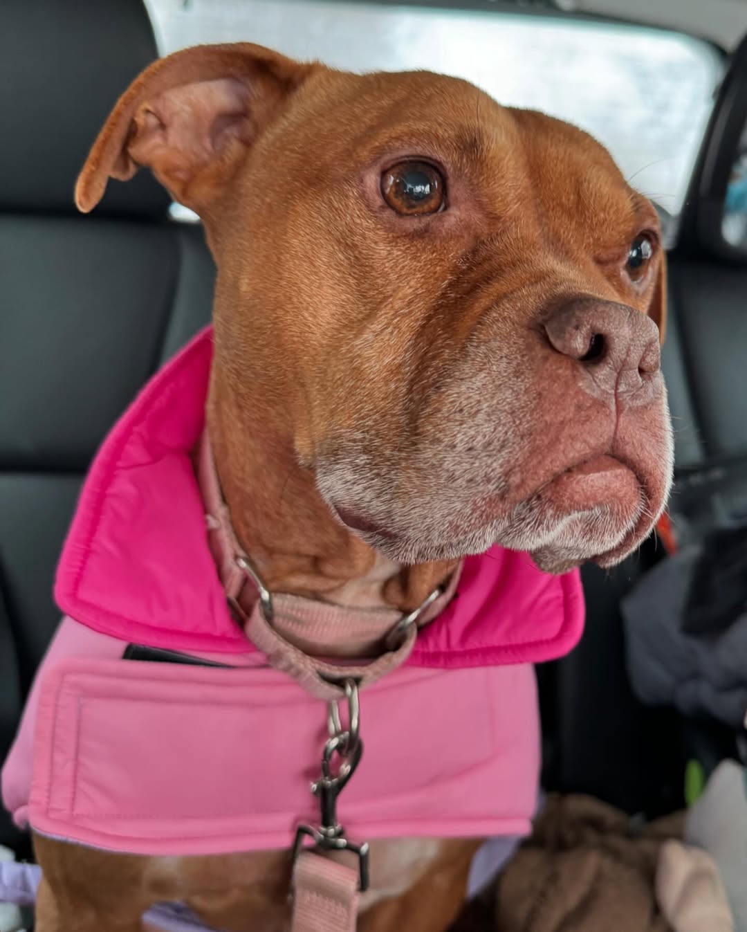 senior dog in car