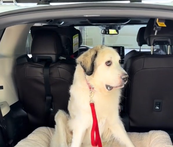senior dog in car