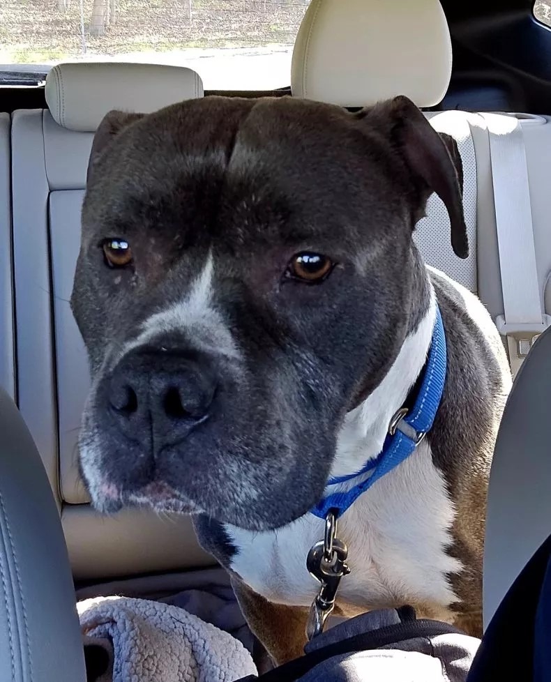 senior dog in car