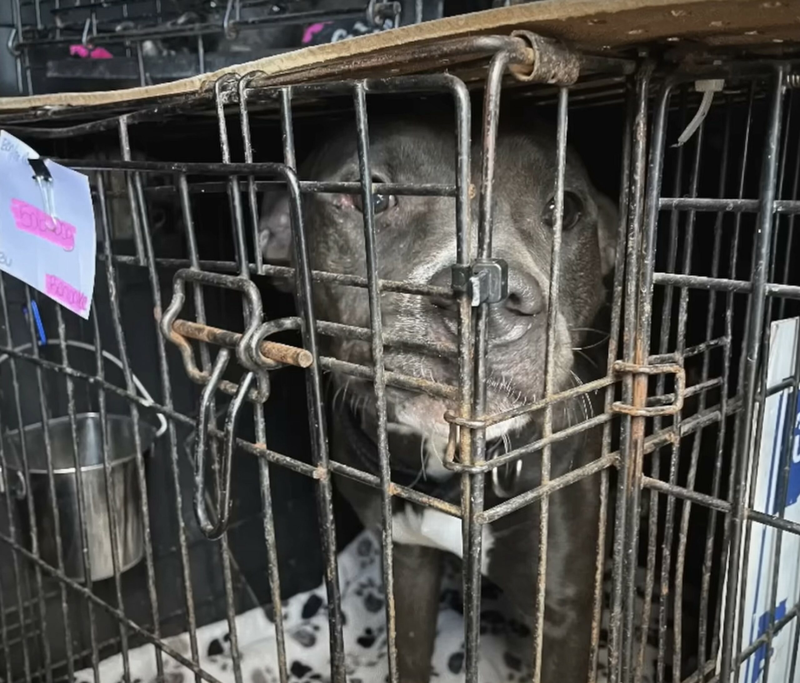 senior dog in crate