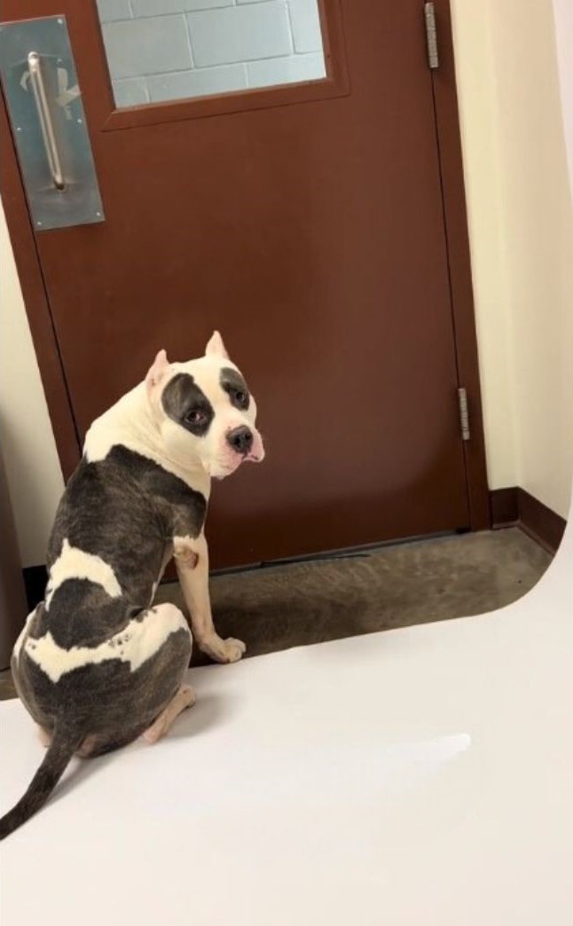senior dog in front of door