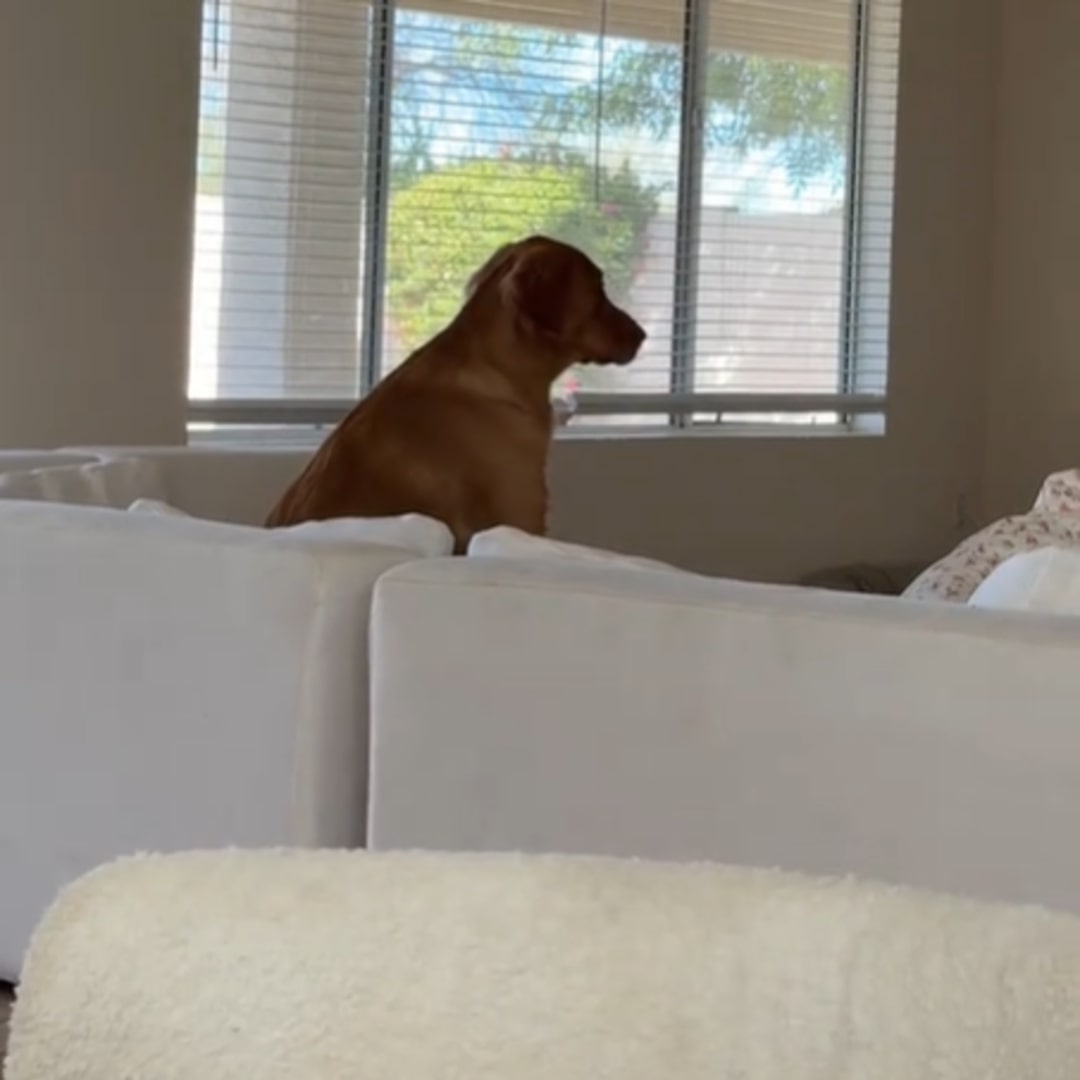 senior dog in house