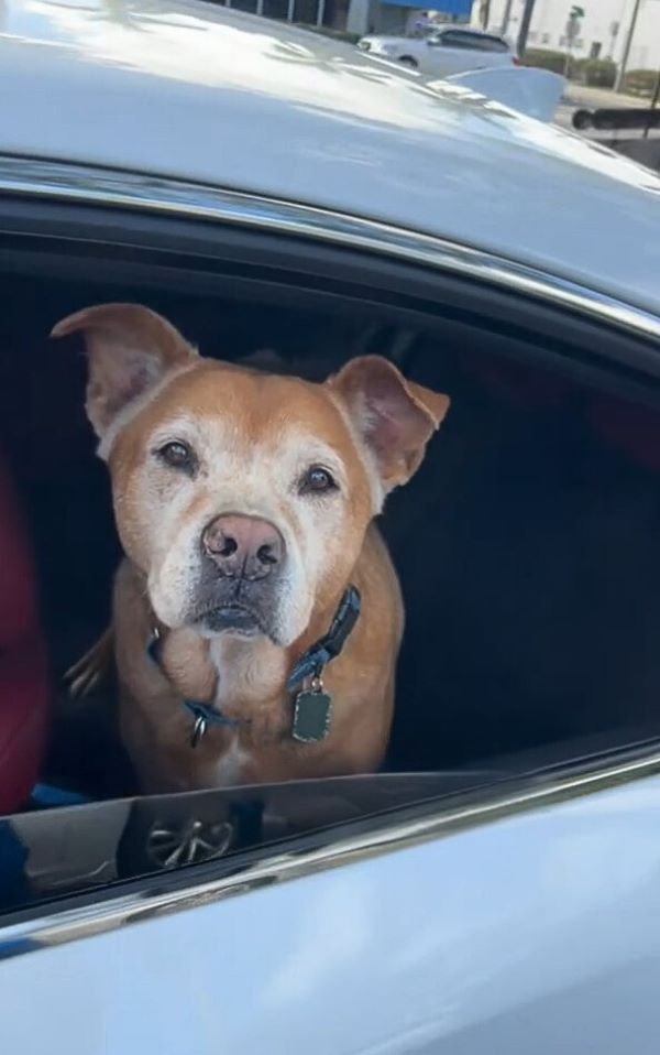 senior dog in the car