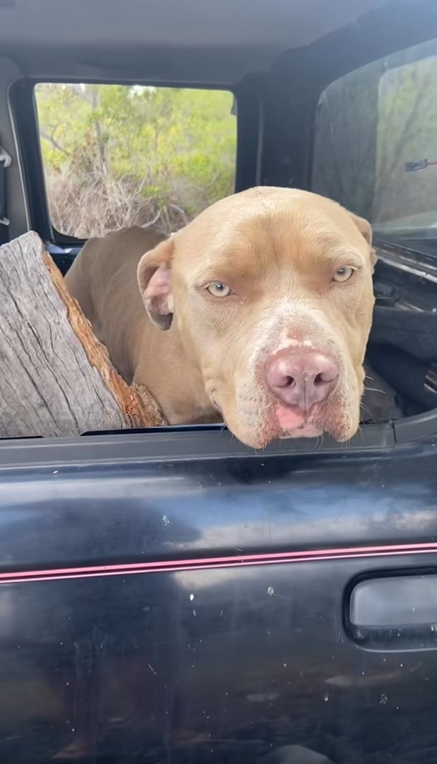 senior dog in truck