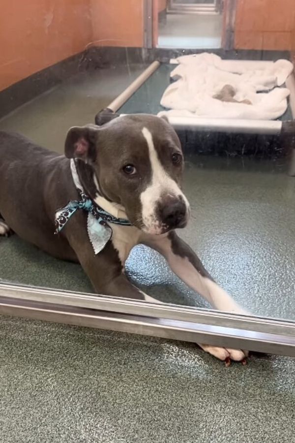 senior dog laying down in shelter