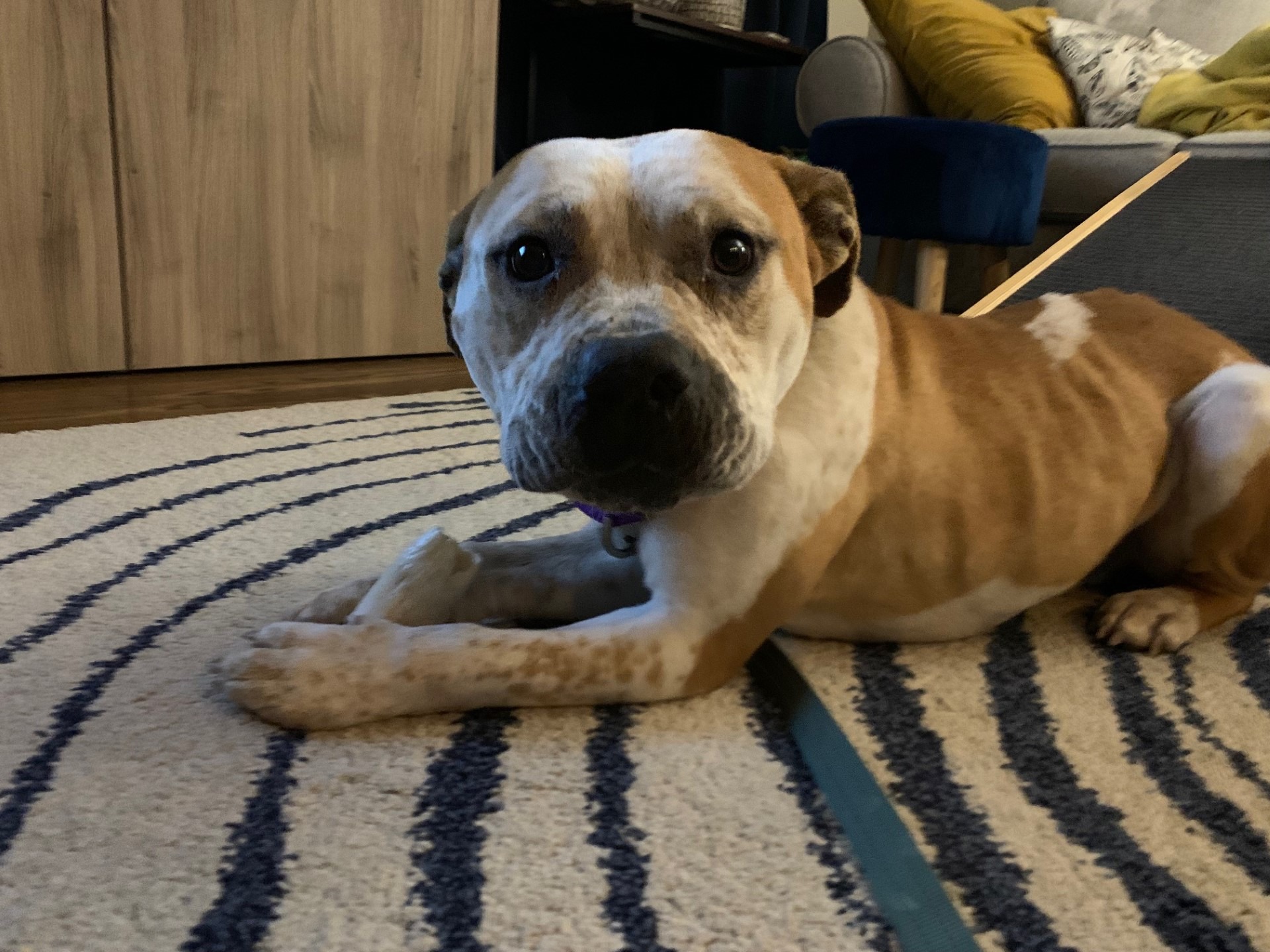 senior dog laying in house