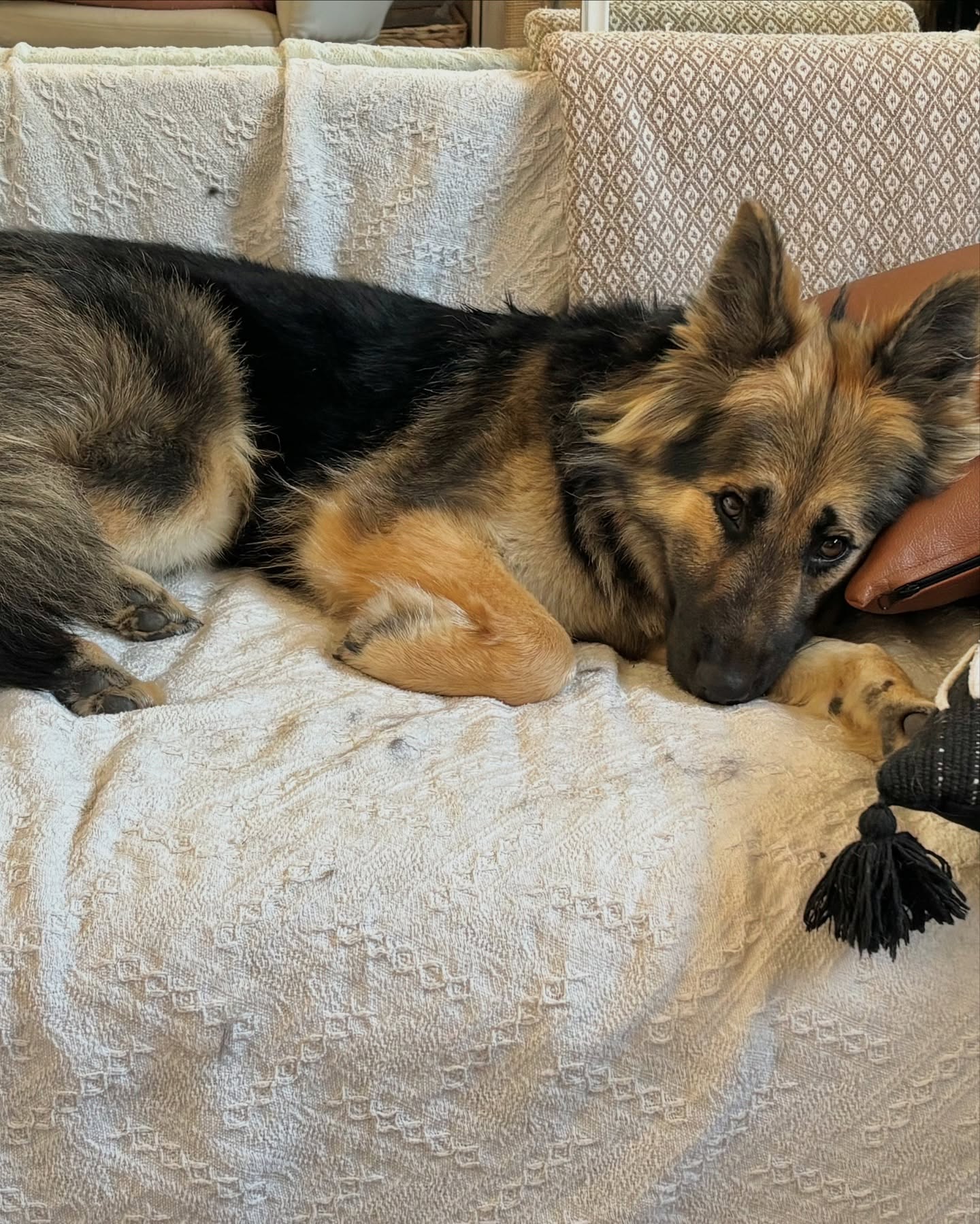 senior dog laying on bed