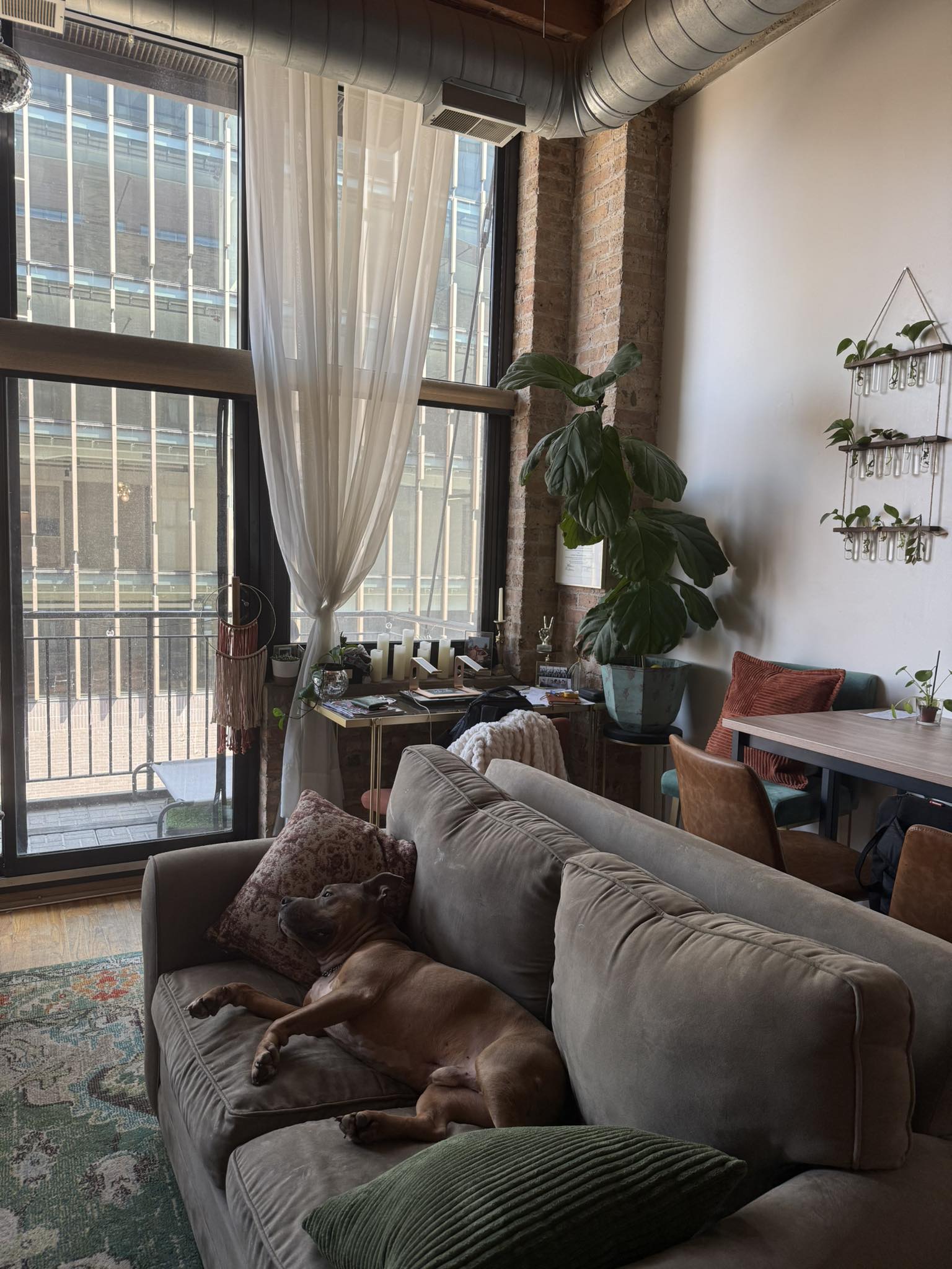 senior dog laying on couch