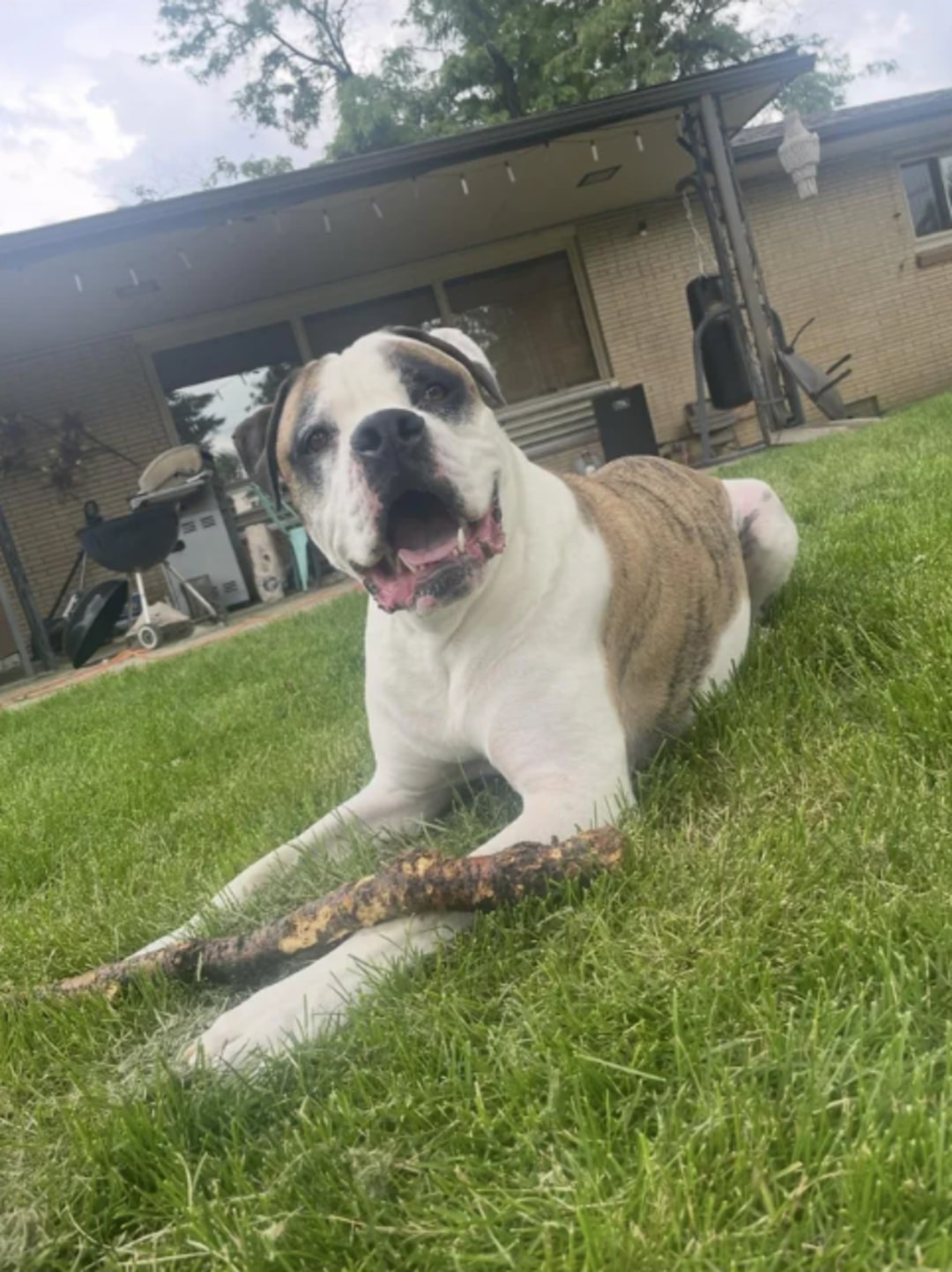 senior dog laying on grass