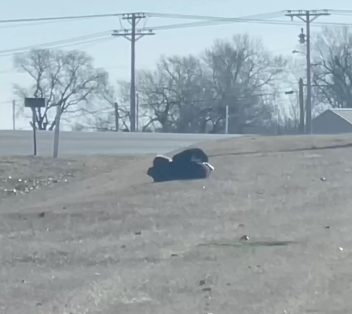 senior dog laying outside