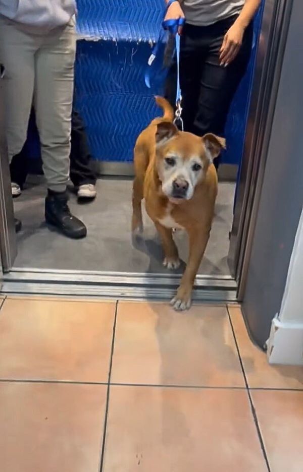 senior dog leaving shelter