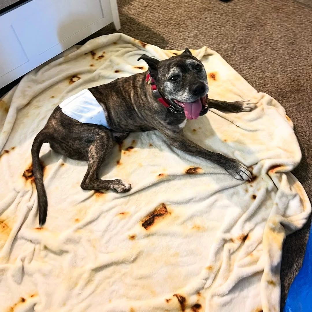 senior dog lying