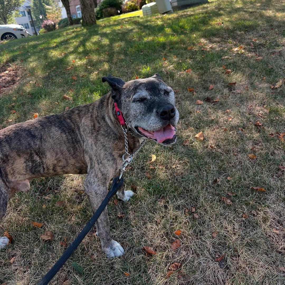 senior dog on a leash