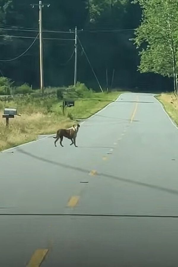 senior dog on road