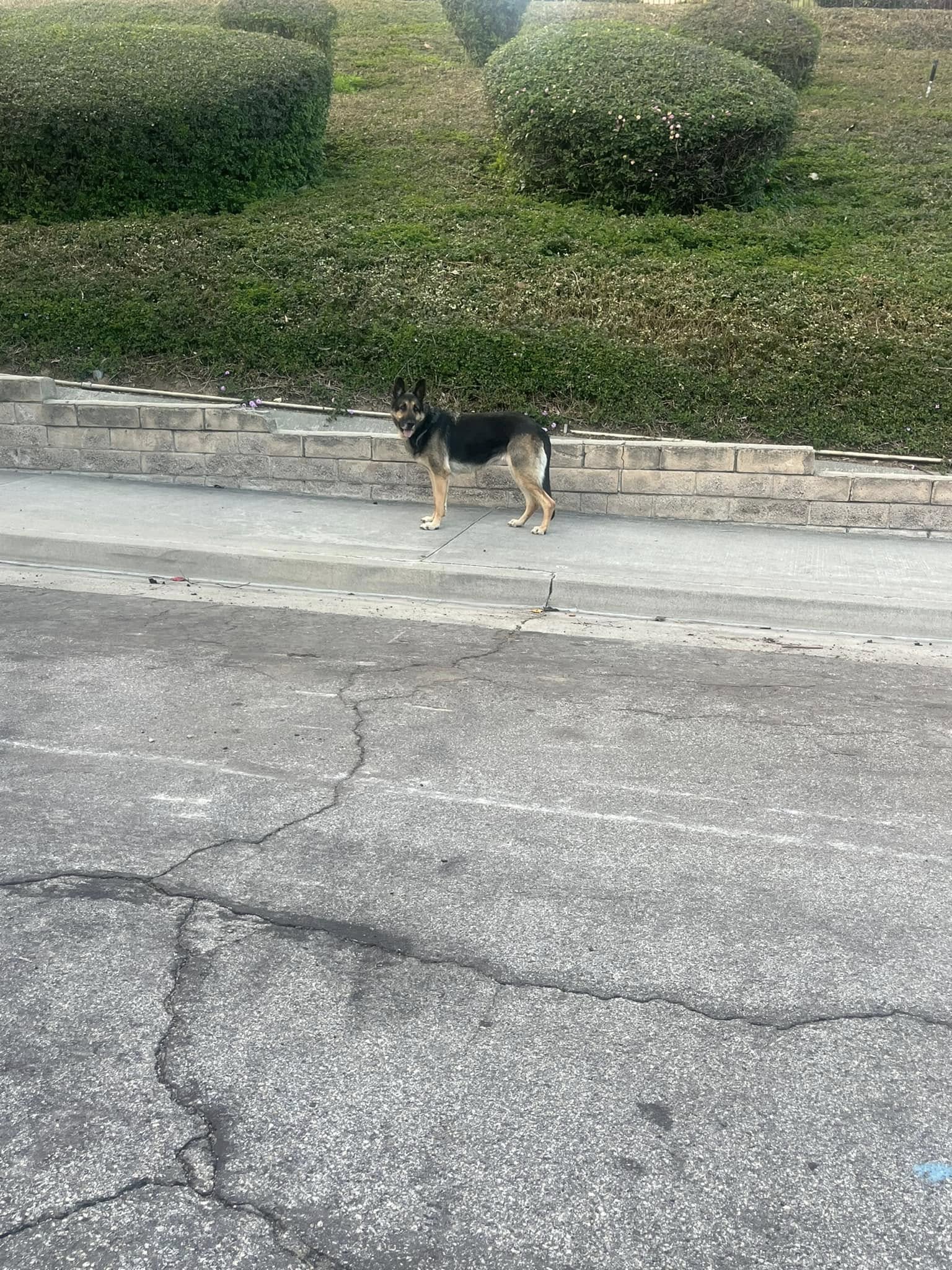 senior dog on sidewalk