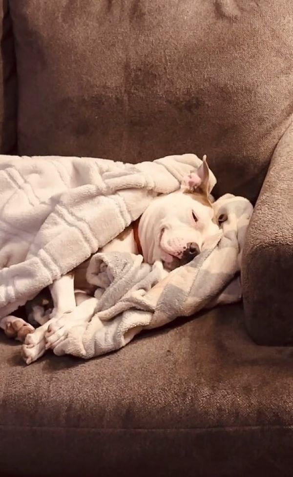 senior dog sleeping on couch
