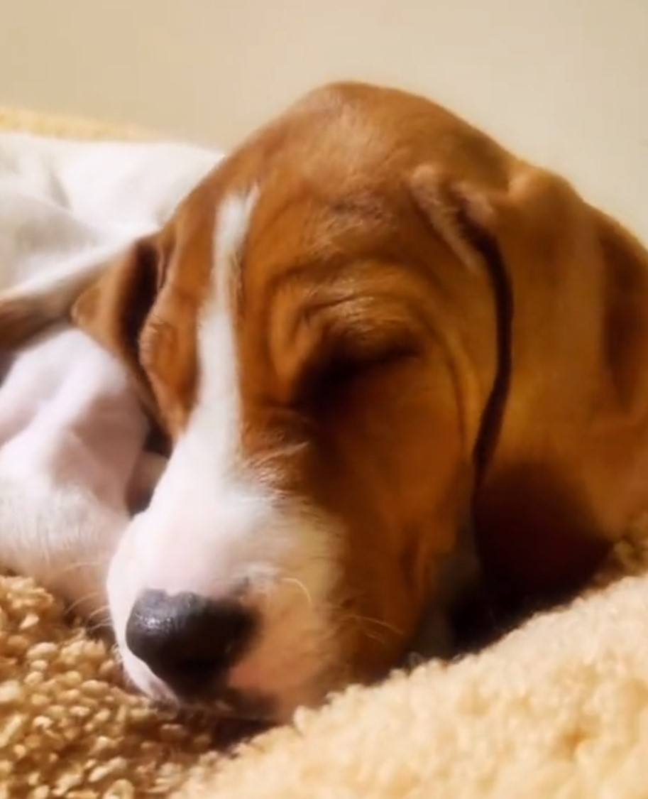 senior dog sleeping