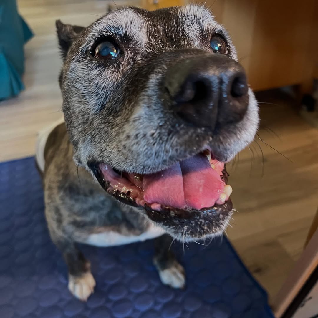 senior dog smiling