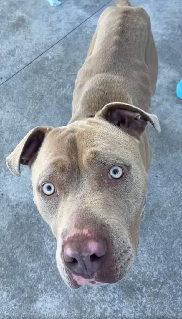 senior dog with blue eyes