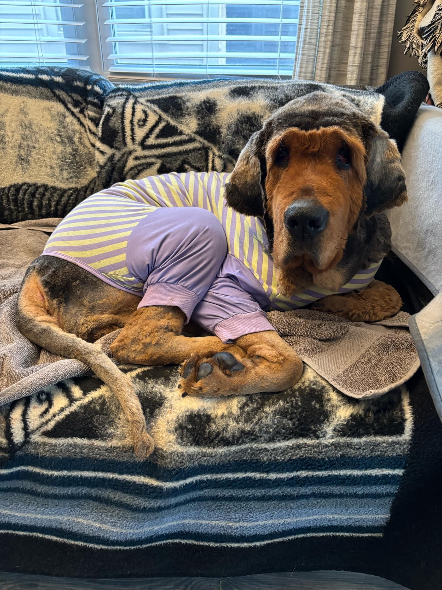 senior dog with clothes on