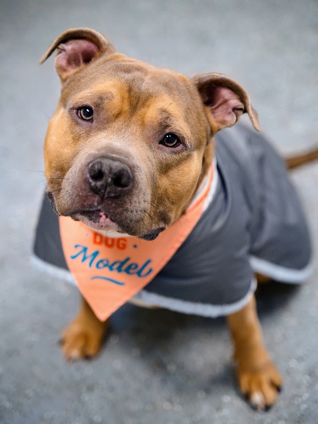 senior dog with clothes on