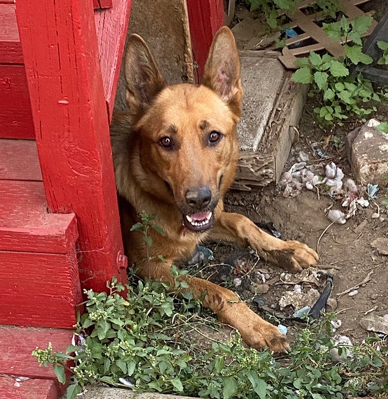 senior dog