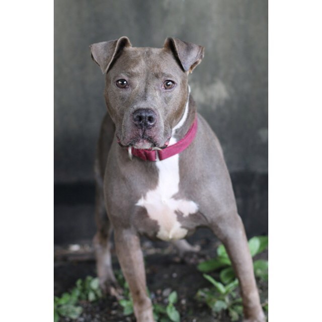 senior gray dog