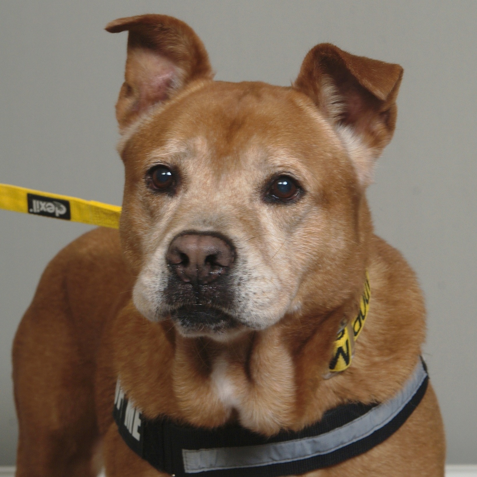 senior miami shelter dog