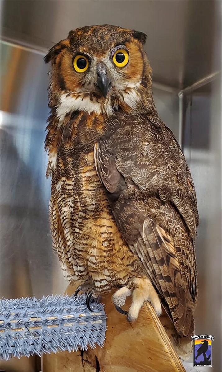 senior owl