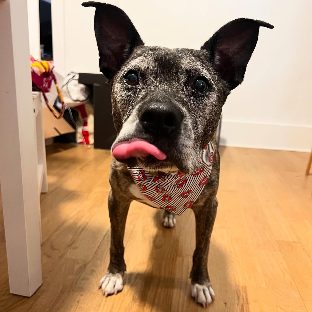 senior rescue dog