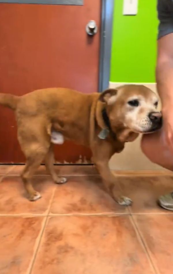 senior shelter dog