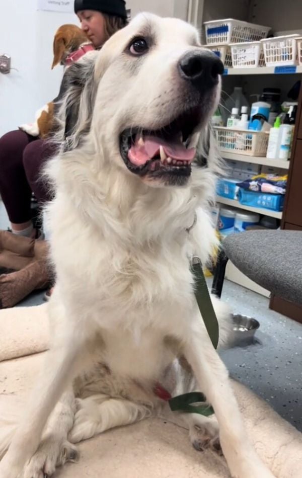 senior white dog