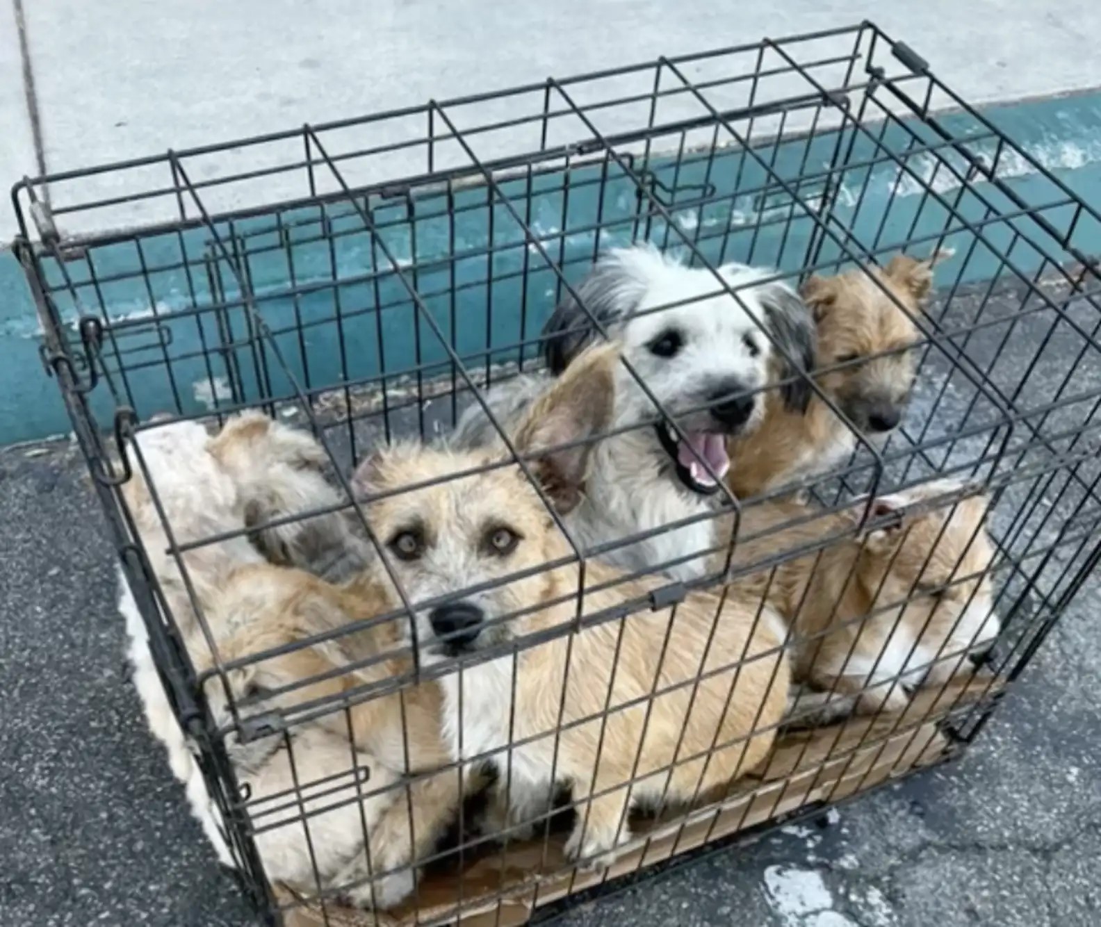 seven puppies in cage