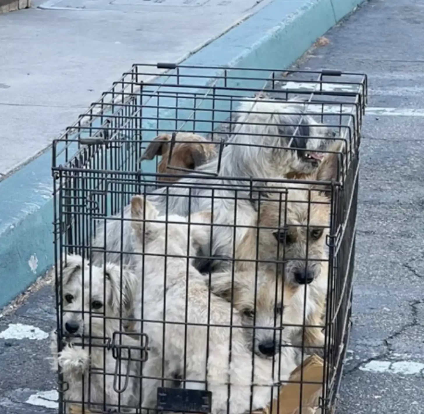 seven puppies in crate